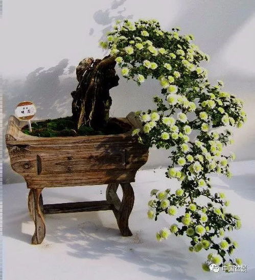 老舍寫《養(yǎng)花》的寫作背景