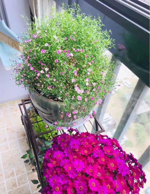 各國(guó)人養(yǎng)花特點(diǎn)