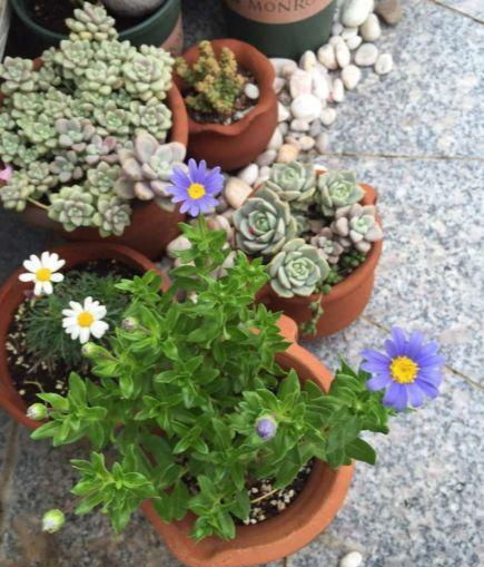 怎樣用沙子養(yǎng)花