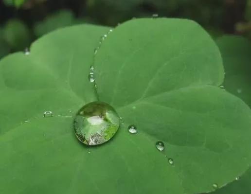 自來水可以直接養(yǎng)花嗎6