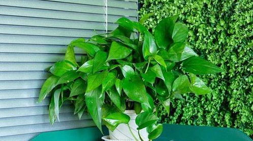 怎么養(yǎng)花花增加營(yíng)養(yǎng)