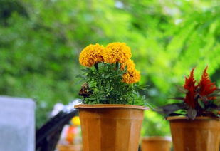 種花和養(yǎng)花的資料