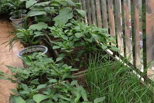 有機(jī)雞糞可以養(yǎng)花嗎