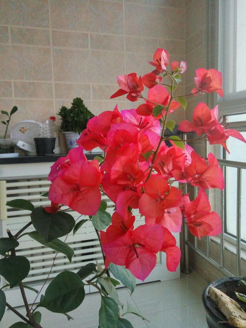 初養(yǎng)花要養(yǎng)什么花