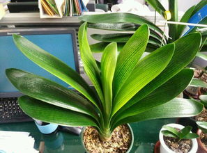 松樹皮養(yǎng)花多長時間