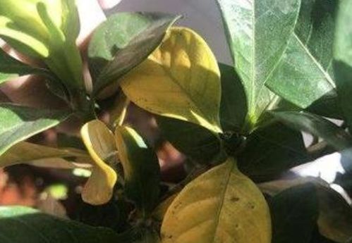 自來水靜置多久可以養(yǎng)花