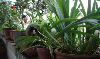 什么時間養(yǎng)花