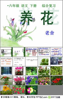《養(yǎng)花》的課件