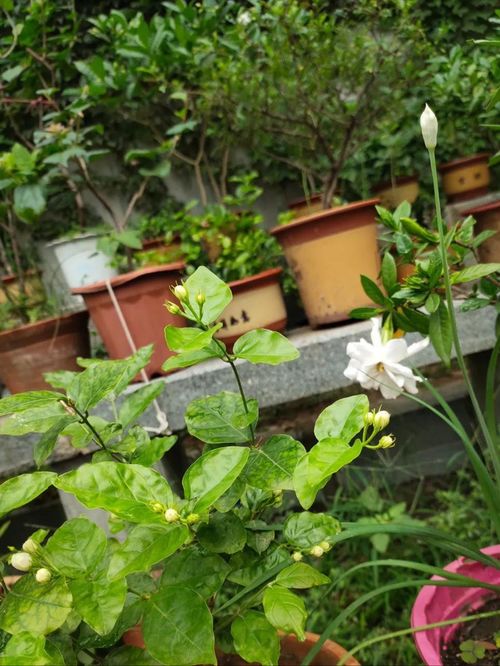 麥糠碎可以養(yǎng)花嗎