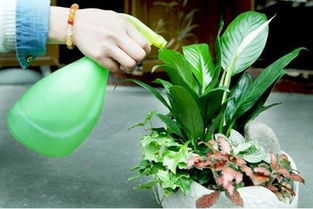 家中養(yǎng)花樹干空虛軟怎么回事