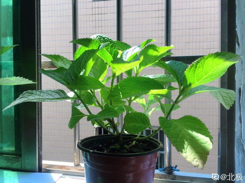 房子里面能養(yǎng)花