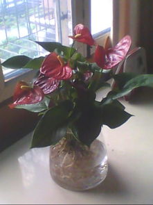 養(yǎng)花的水該加些什么