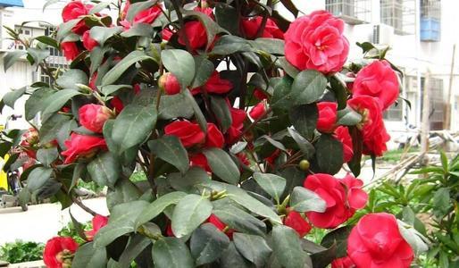 生銹腐爛的鐵能養(yǎng)花嗎