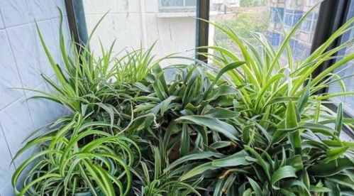 養(yǎng)花可以不用土種嗎