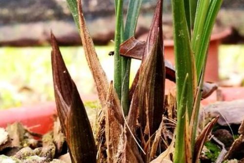 廢菌棒可以直接養(yǎng)花嗎