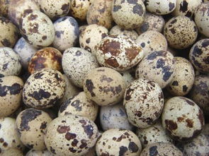 如何用鵪鶉蛋養(yǎng)花