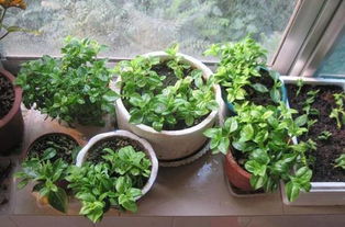 在陽臺養(yǎng)花會有蟲子嗎