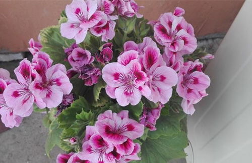 襄陽(yáng)市種植養(yǎng)花的地方