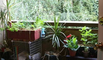 陽(yáng)臺(tái)上養(yǎng)花效果圖