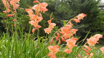 唐菖蒲養(yǎng)花心得