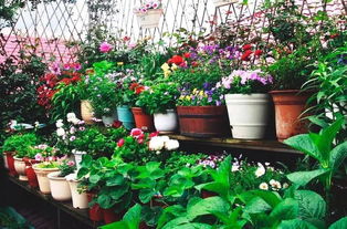 養(yǎng)花與愛(ài)花的關(guān)系