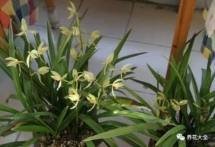 炒熟的花生殼能養(yǎng)花嗎