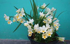 養(yǎng)花的快樂(lè)作文