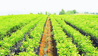 效益,特色,創(chuàng)新,創(chuàng)業(yè)