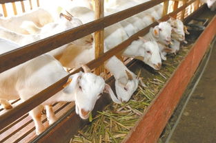 大學生創(chuàng)新創(chuàng)業(yè)養(yǎng)老計劃書,創(chuàng)新創(chuàng)業(yè)茶館計劃書,創(chuàng)新創(chuàng)業(yè)企業(yè)計劃書