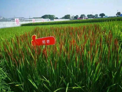 水稻,浙大,創(chuàng)業(yè)項目,彩色