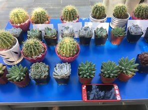 關(guān)于盆栽創(chuàng)業(yè)的創(chuàng)新