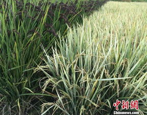 水稻渠成彩色水稻浙大創(chuàng)新創(chuàng)業(yè)項目