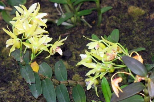 鐵皮石斛創(chuàng)新創(chuàng)業(yè)