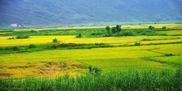 四個農業(yè)農村創(chuàng)新創(chuàng)業(yè)