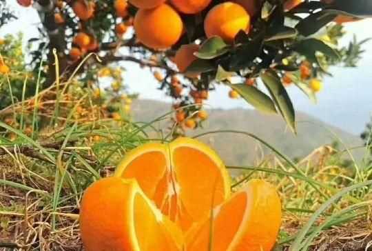 橘子怎么保存，小橘子怎么保存時(shí)間長(zhǎng)？圖3