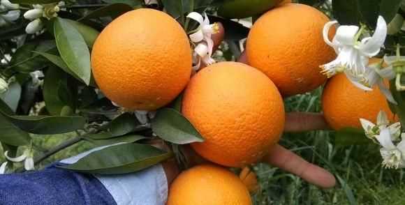 橘子怎么保存，小橘子怎么保存時(shí)間長(zhǎng)？圖4