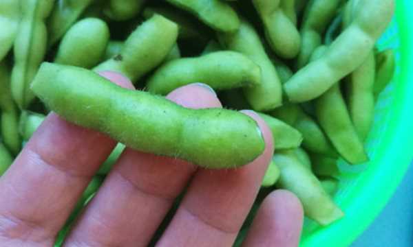 毛豆怎樣煮不變色保持綠色,煮毛豆怎么樣不變顏色圖3