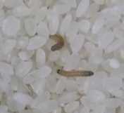 米有米蟲該怎么辦,大米里面發(fā)現(xiàn)了米蟲怎么辦圖1