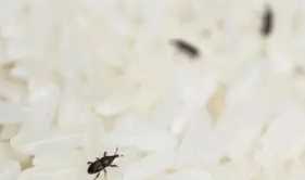 米有米蟲該怎么辦,大米里面發(fā)現(xiàn)了米蟲怎么辦圖2