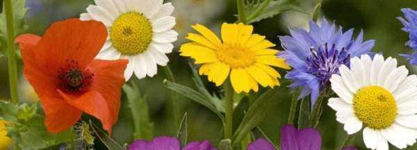 鮮花保鮮劑的作用,鮮花保鮮劑的作用以及三個保鮮劑配方圖3