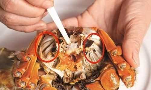 怎么鑒別大閘蟹的好壞