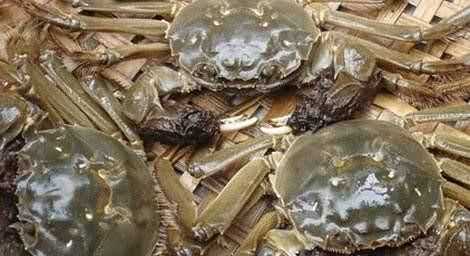 如何挑選大閘蟹，怎樣選大閘蟹？圖3