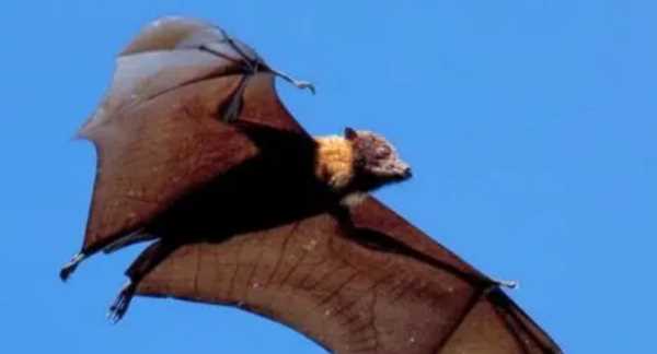 蝙蝠會咬人,想知道蝙蝠會咬人嗎圖4
