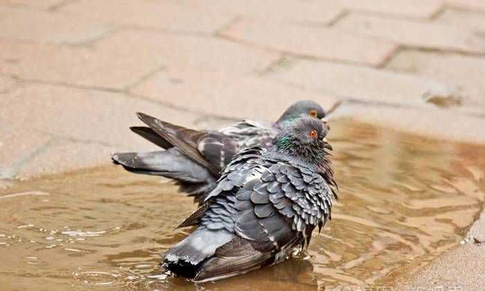 貓頭鷹、鵝、大燕、老鷹、鴿子哪些是既會(huì)飛又會(huì)游泳的動(dòng)物