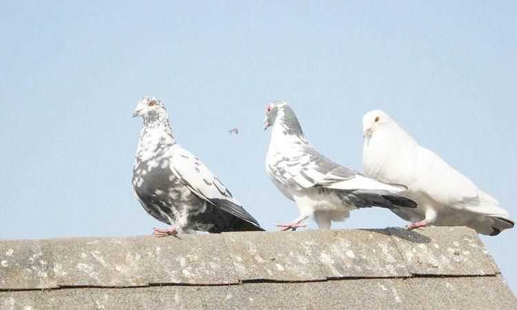 貓頭鷹、鵝、大燕、老鷹、鴿子哪些是既會(huì)飛又會(huì)游泳的動(dòng)物