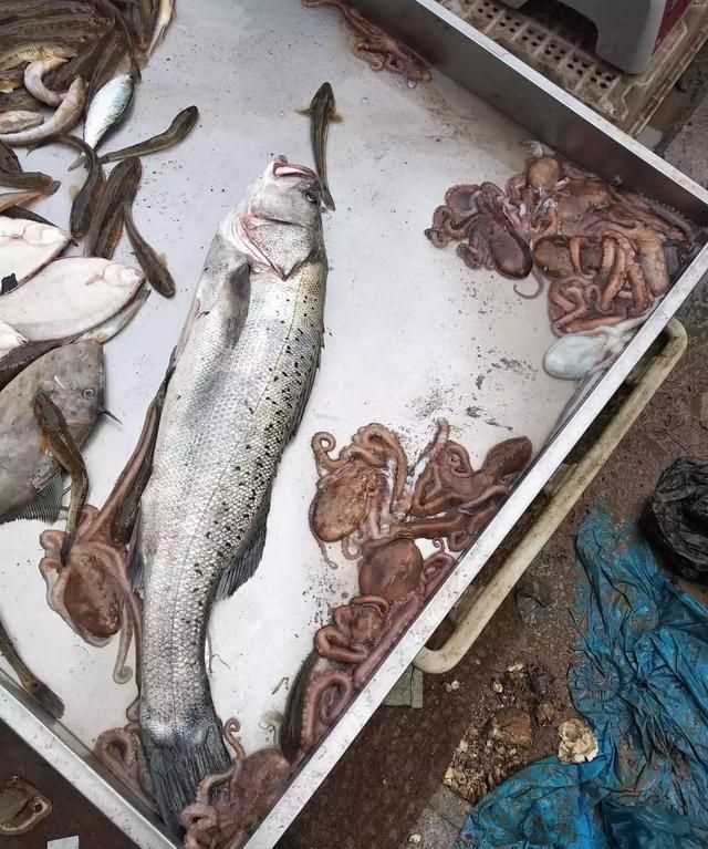 八爪魚的哪些部位不能吃，八爪魚怎么吃好吃？哪里不能吃？圖2