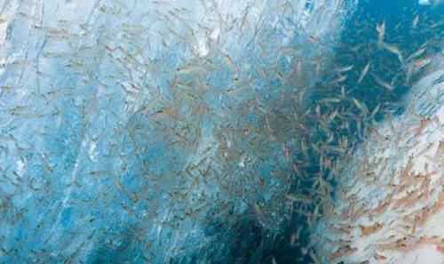 磷蝦什么人不能吃