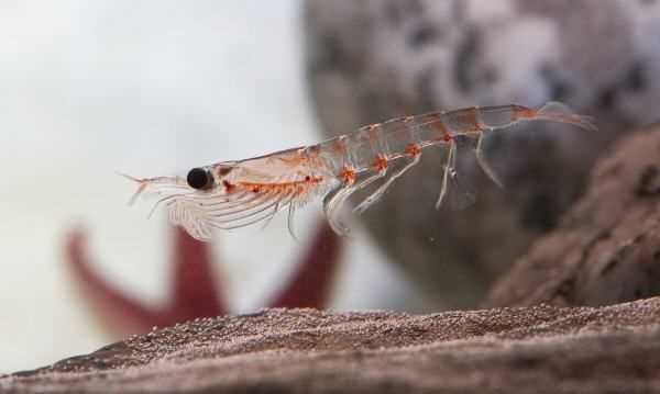 磷蝦為什么不能吃,南極磷蝦為什么不能吃圖6