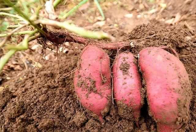 紅薯削皮后怎么過夜，紅薯切開后怎么存放？圖3