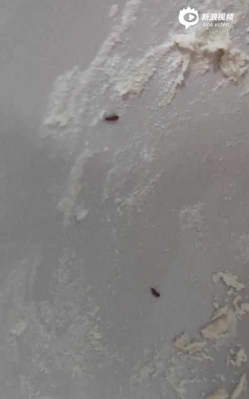 為什么面粉放時間長了會生蟲子呢